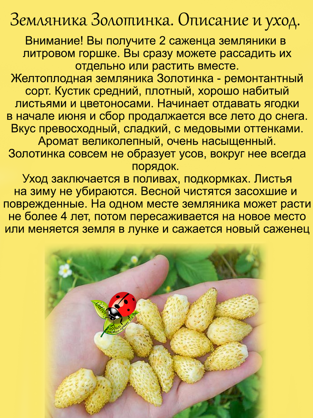 Земляника Золотинка желтая ремонтантная
