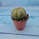 Euphoria Obesa (Эуфорбия)
