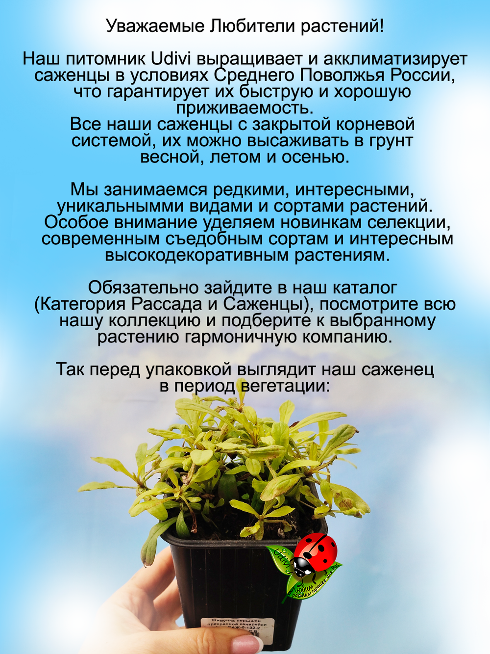 Живучка Пёрышки прекрасной канарейки