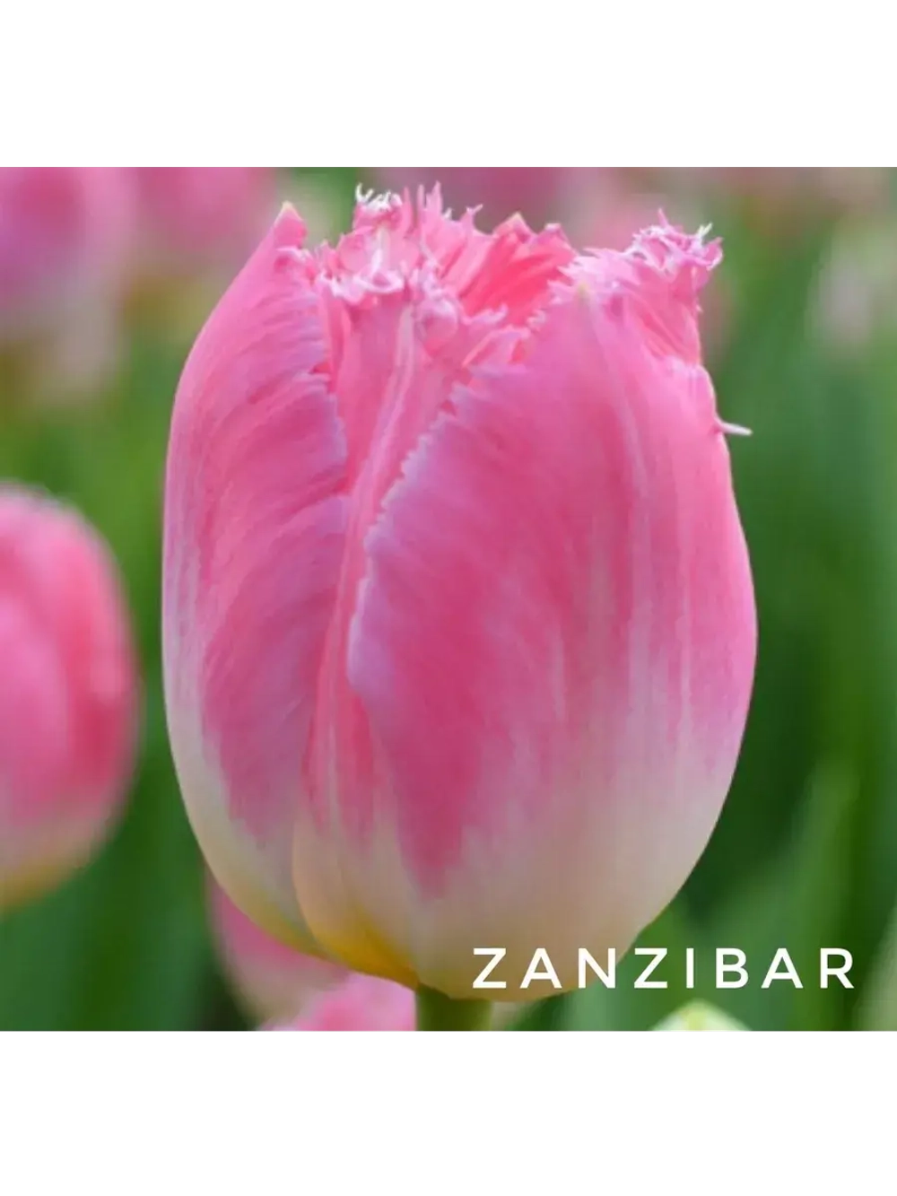 Тюльпаны пионовидные ,луковицы ZANZIBAR розовые (4 штуки)