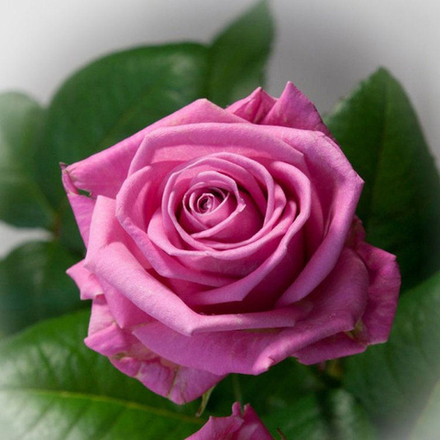 Роза чайно-гибридная Аква / Aqua!