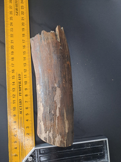 Бивень мамонта для коллекции