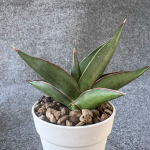 Сансевиерия SAWATDEE