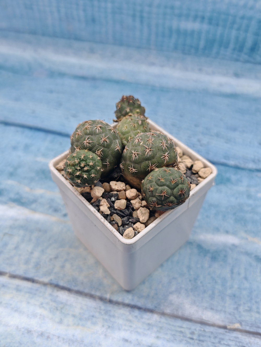 Puna Bonnieae (Пуна)