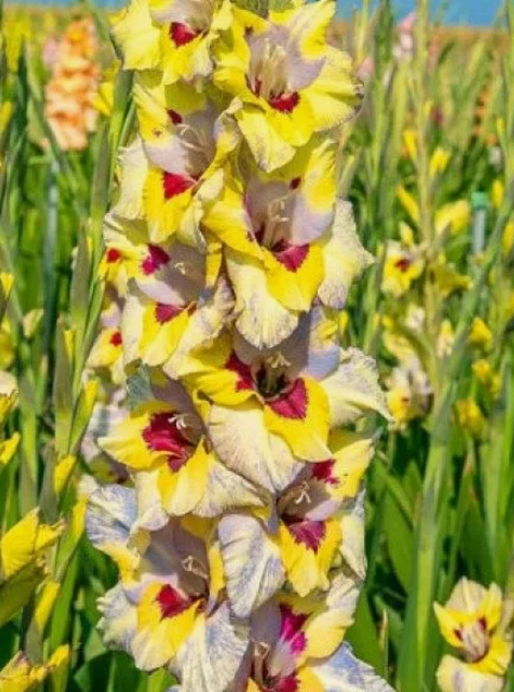 Гладиолус крупноцветковый Оракл луковица март 2026