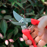 🌸 секатор 130DX-R — красный — ARS Corporation — 8 марта у Феи