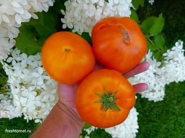 Амана Оранж сорт томата