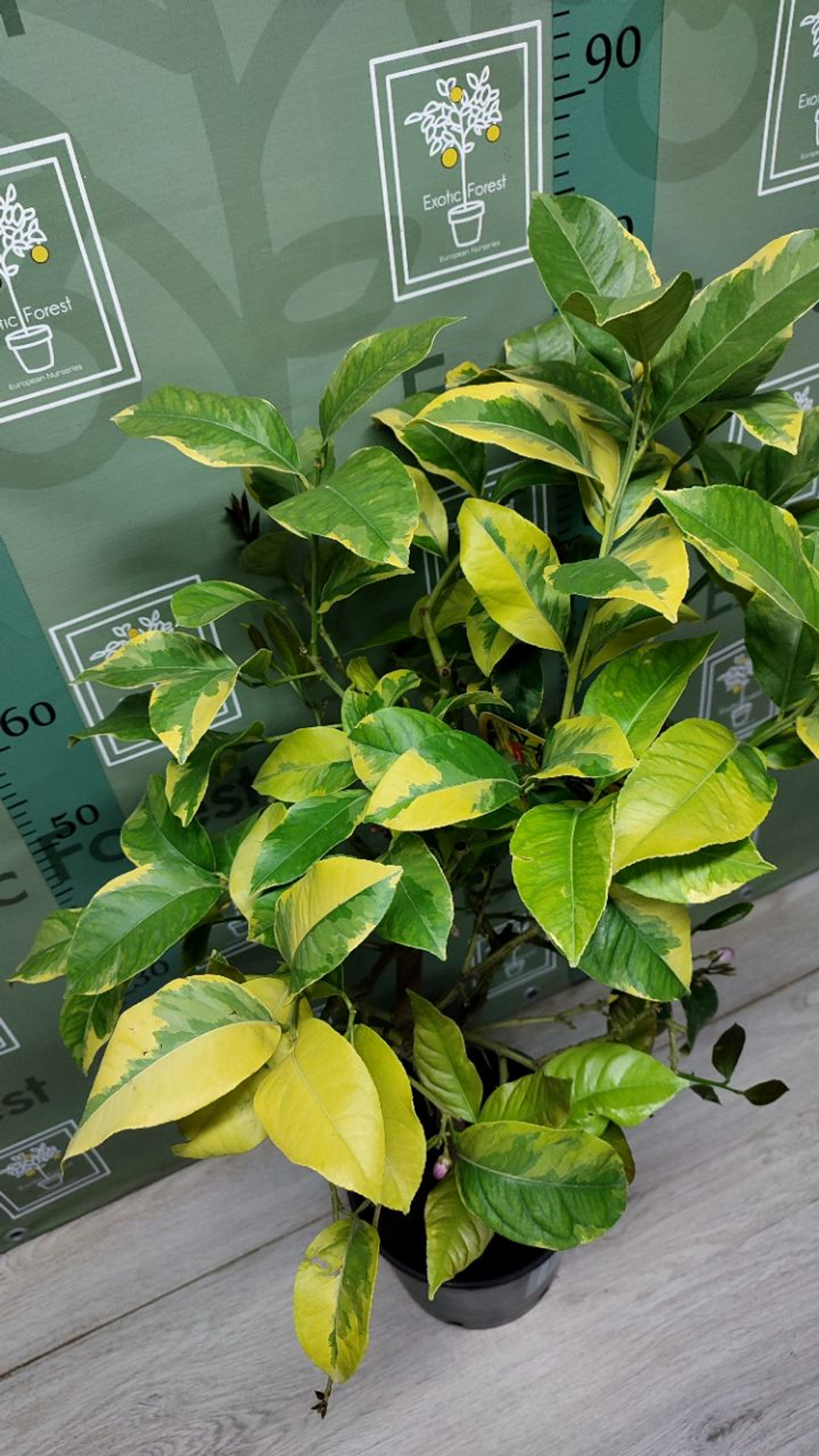 Лимон Variegato Giallo