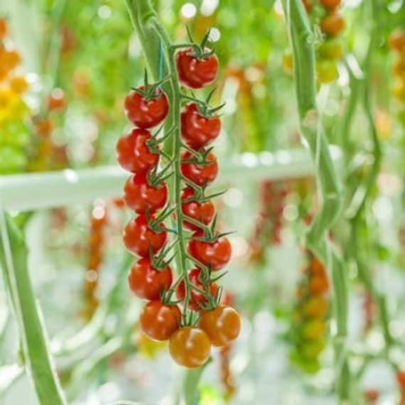 Томари F1 семена томата индетерминантного – фото 2