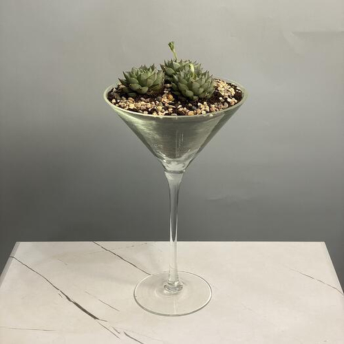 Флорариум/экосистема с суккулентами в вазе-бокале. Флорариум 006 Chalet Green