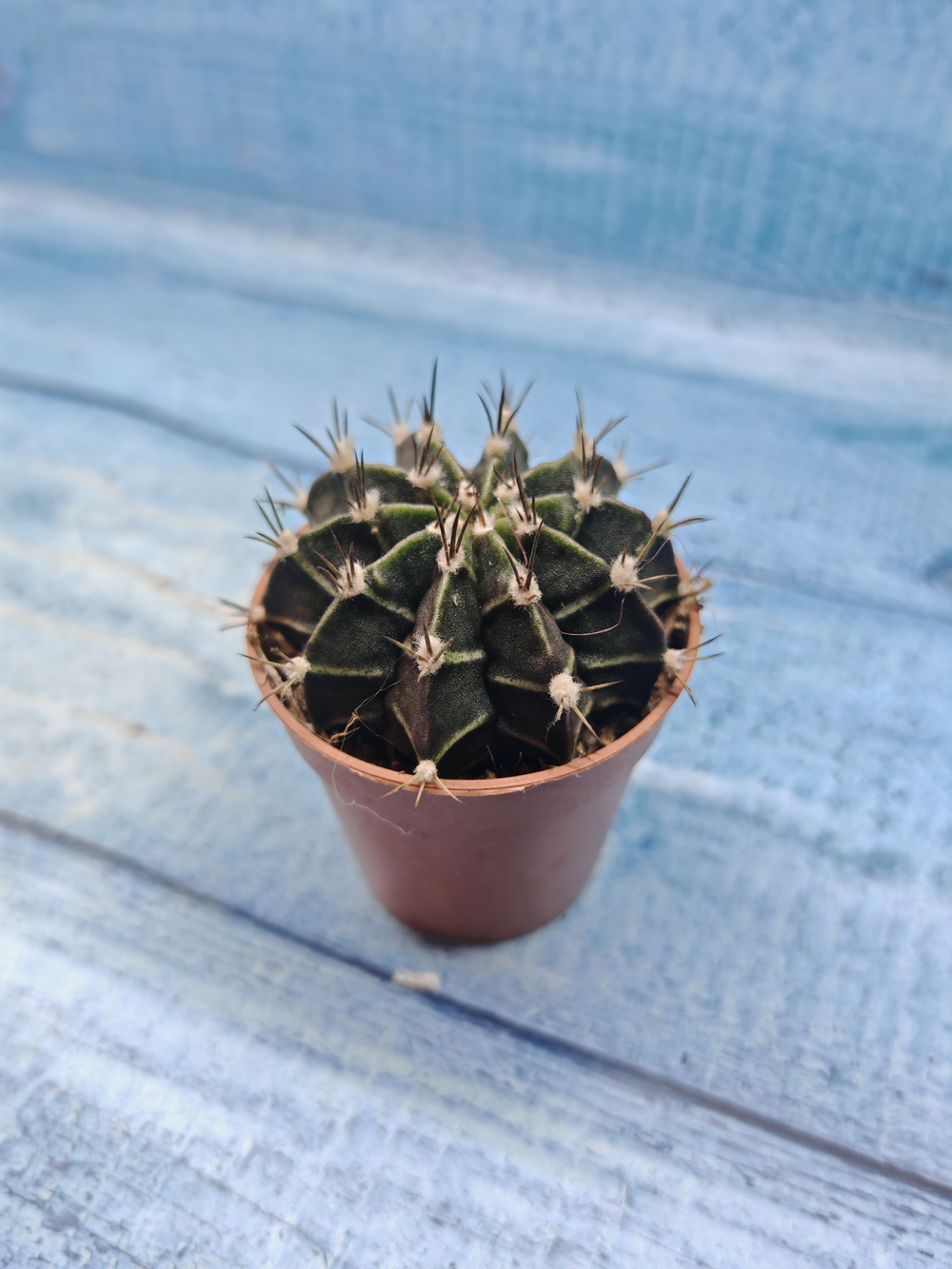 Gymnocalycium Friedrichii (Гимнокалициум)