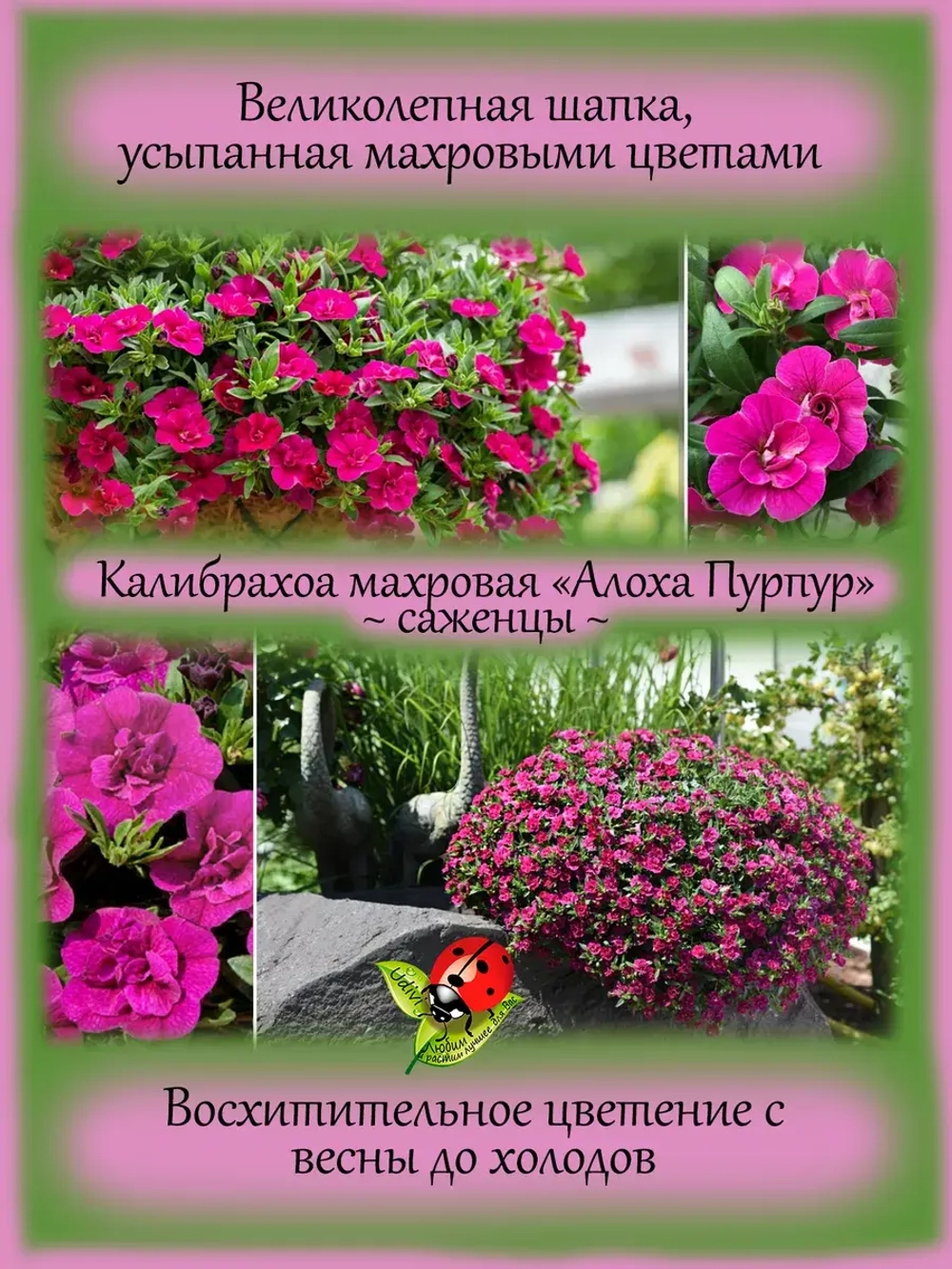 Калибрахоа Алоха Пурпур