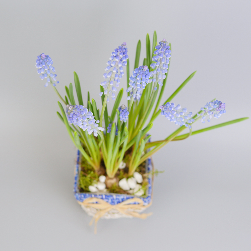 Композиция с первоцветами Мускари моно
