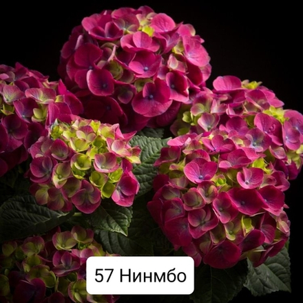 NINGBO  /НИНГБО (Стандарт поставки Р9)2025г.