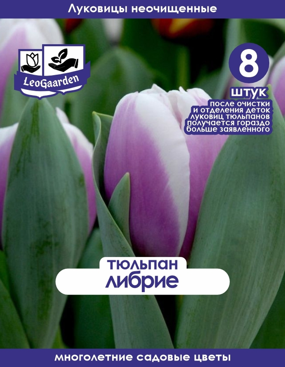 Тюльпан Луковица, Либрие, 8+шт