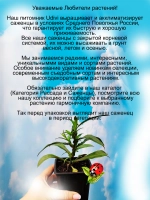 Астра Блю букет новобельгийская многолетняя