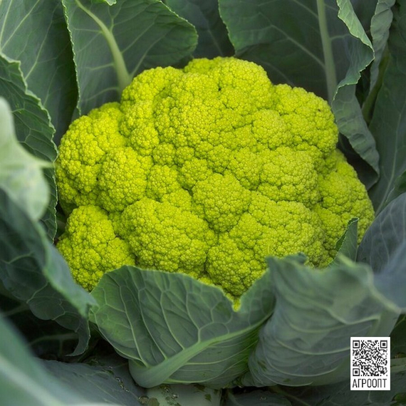 Витаверде F1 семена капусты цветной (Rijk Zwaan / Райк Цваан) плод – фото 2