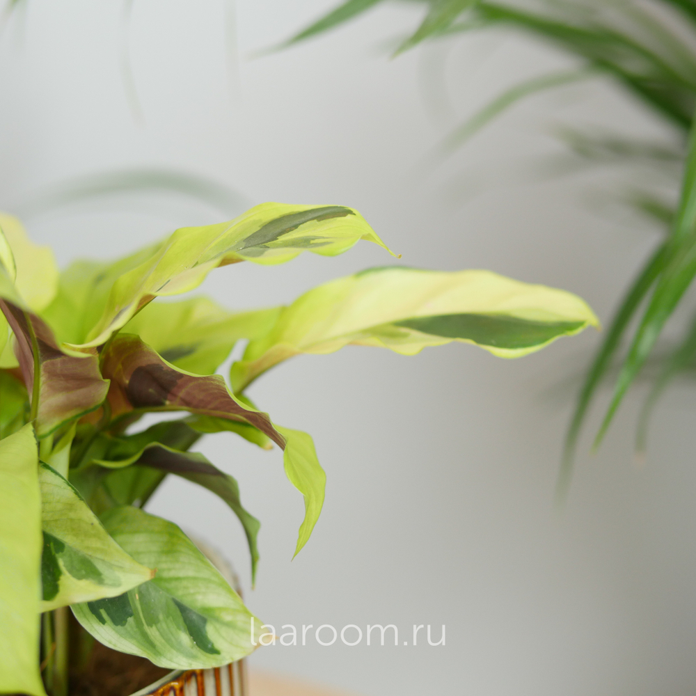 Калатея Фьюжн Еллоу 10/20