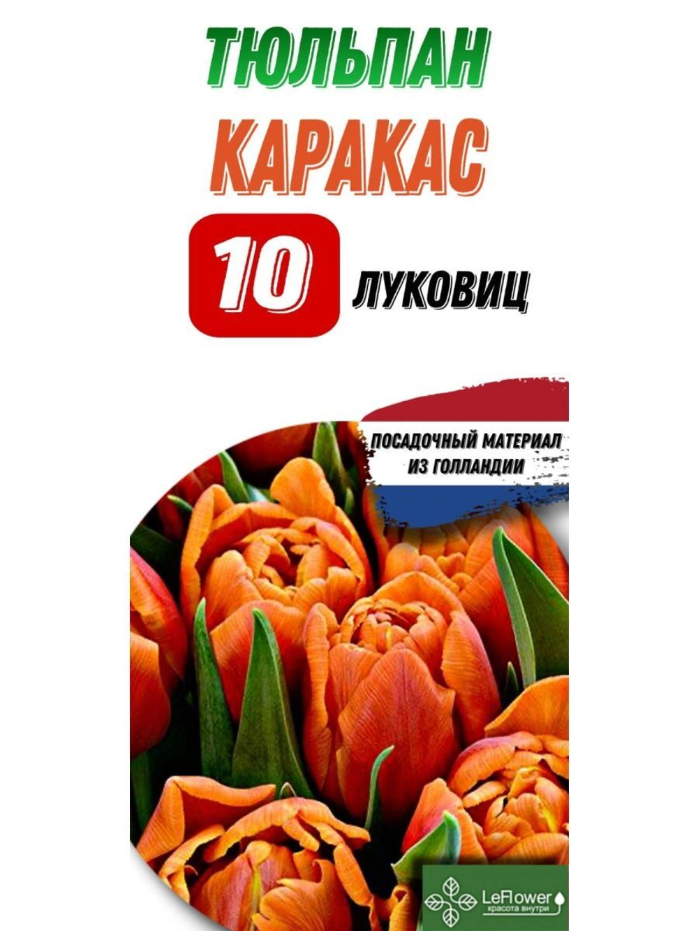 Тюльпан Луковица, Каракас, 10шт