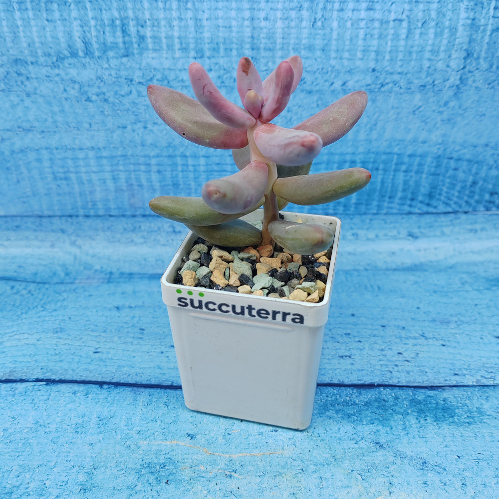 Pachyphytum Ganzhou (Пахифитум)