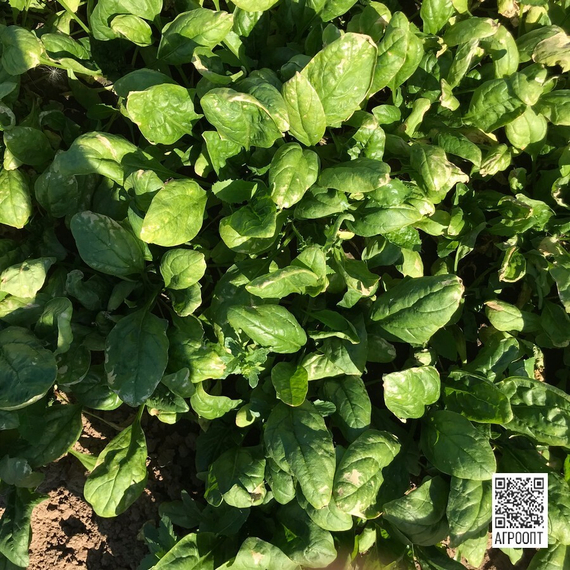 Боа F1 семена шпината (Rijk Zwaan / Райк Цваан) в поле – фото 5