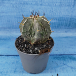 Astrophytum Myriostigma cv. Fukuryu (Астрофитум)