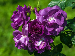 Рапсодия Ин Блю (Rhapsody In Blue)