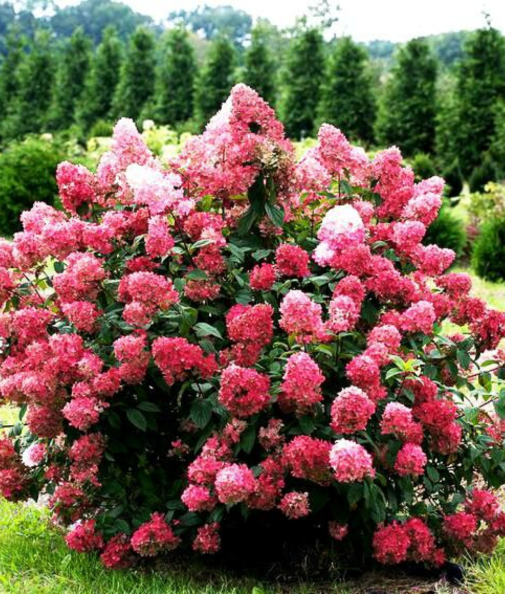 Гортензия метельчатая Даймонд Руж (3/6 веток) Закупка М59 апрель 2026