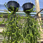 Хуперция H.TRIANGLE SATUN