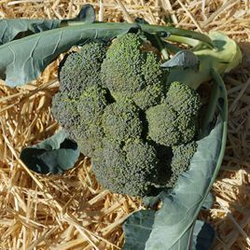 Капуста брокколи Маратон F1 (50шт)  Витагрин Профи