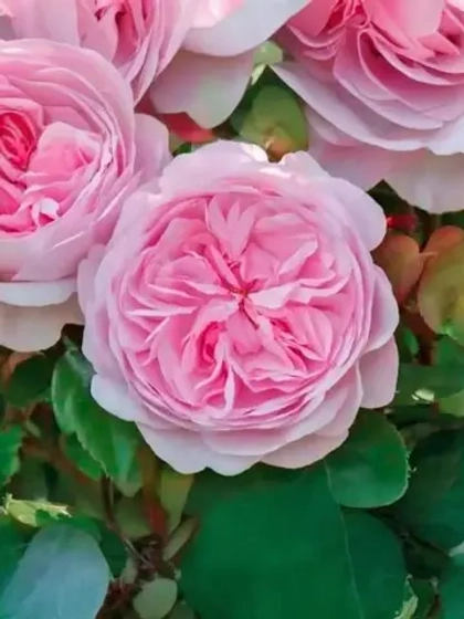 Роза английская Биби Мейзон