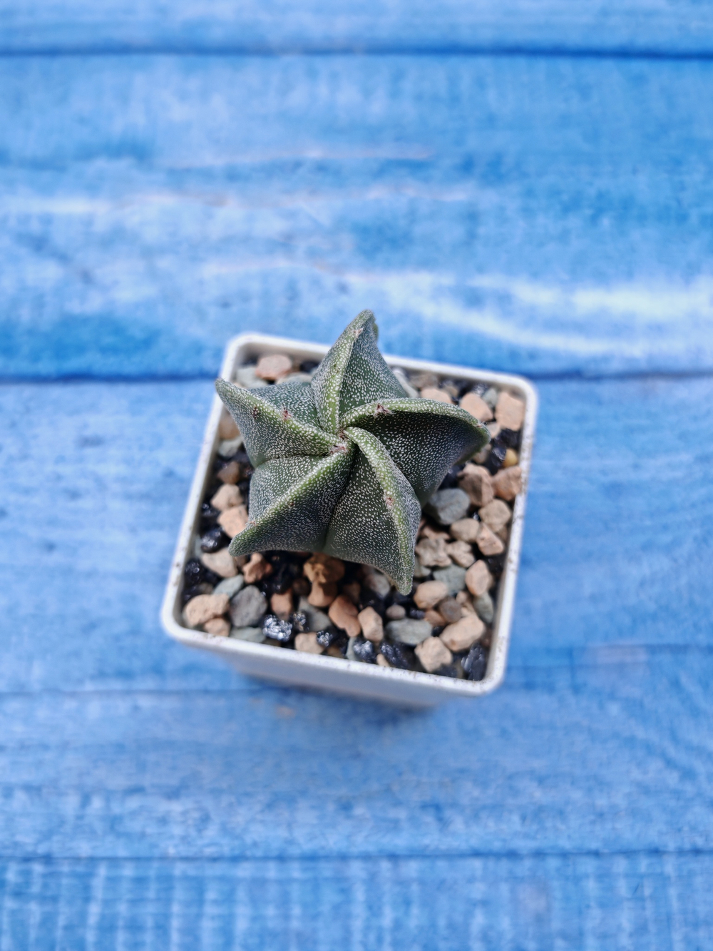 Astrophytum myriostigma (Астрофитум)