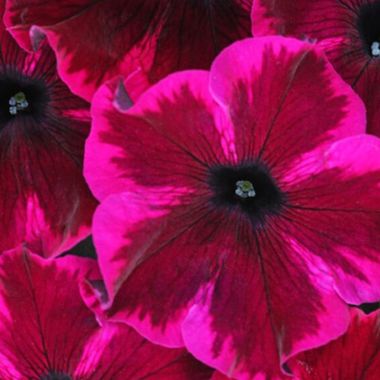 32375 Петуния CRAZYTUNIA COSMIC PURPLE (ВЕСНА 2025)