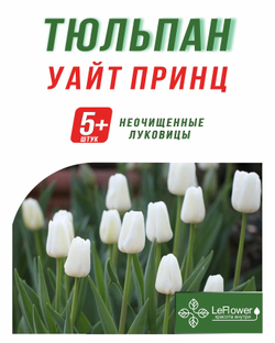 Тюльпан Луковица, Уайт Принц 5+ шт