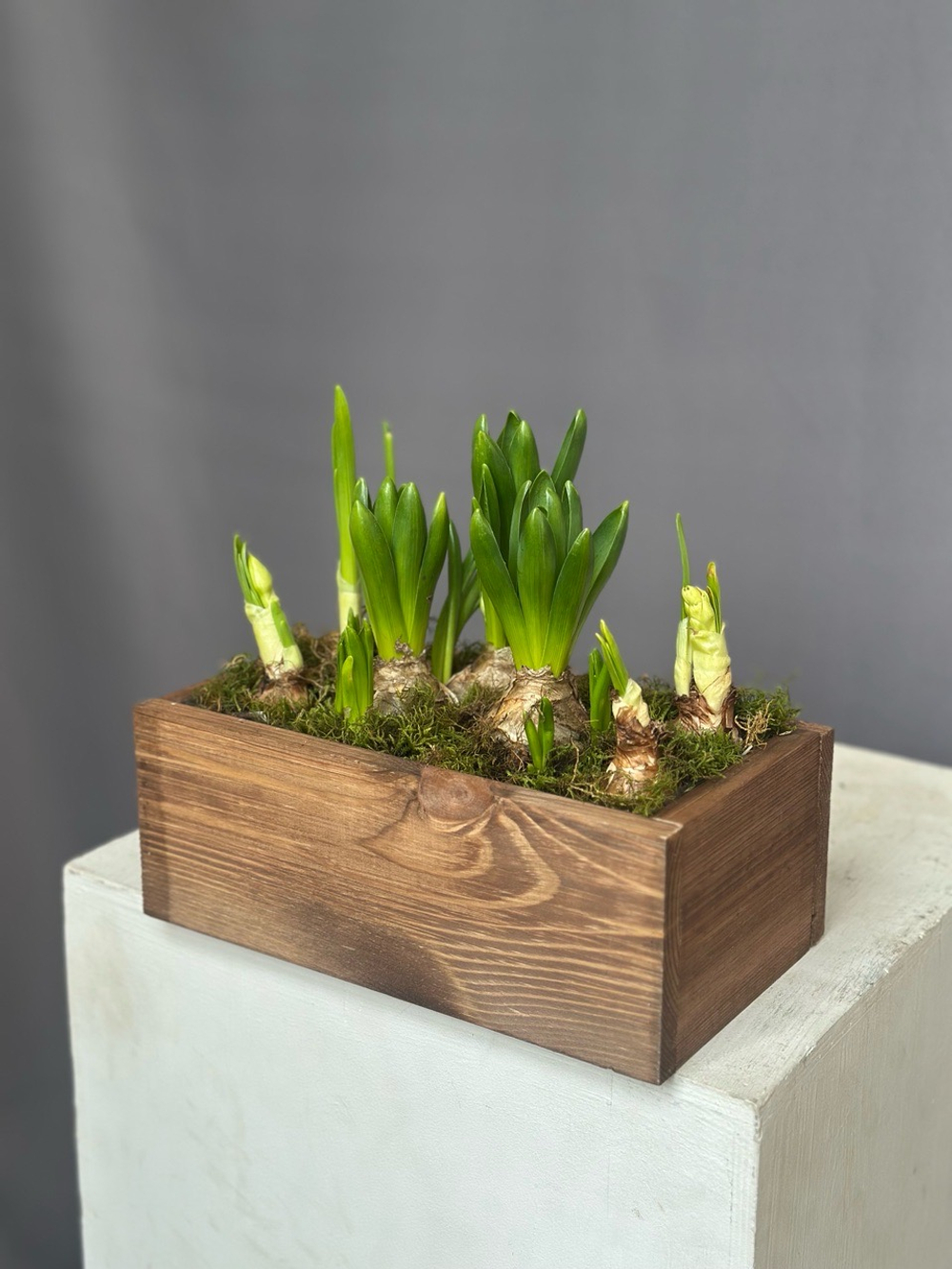 Hot garden offer #01p