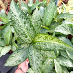 Диффенбахия ABU HASSAN