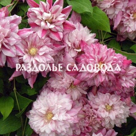 Клематис крупноцветковый Патрисия Энн Фретвелл