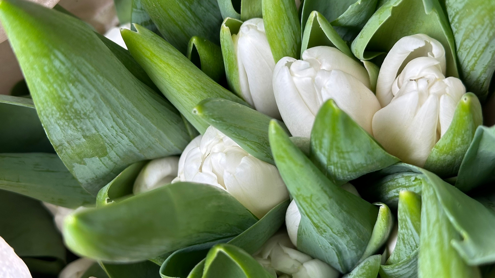 51 белый тюльпан