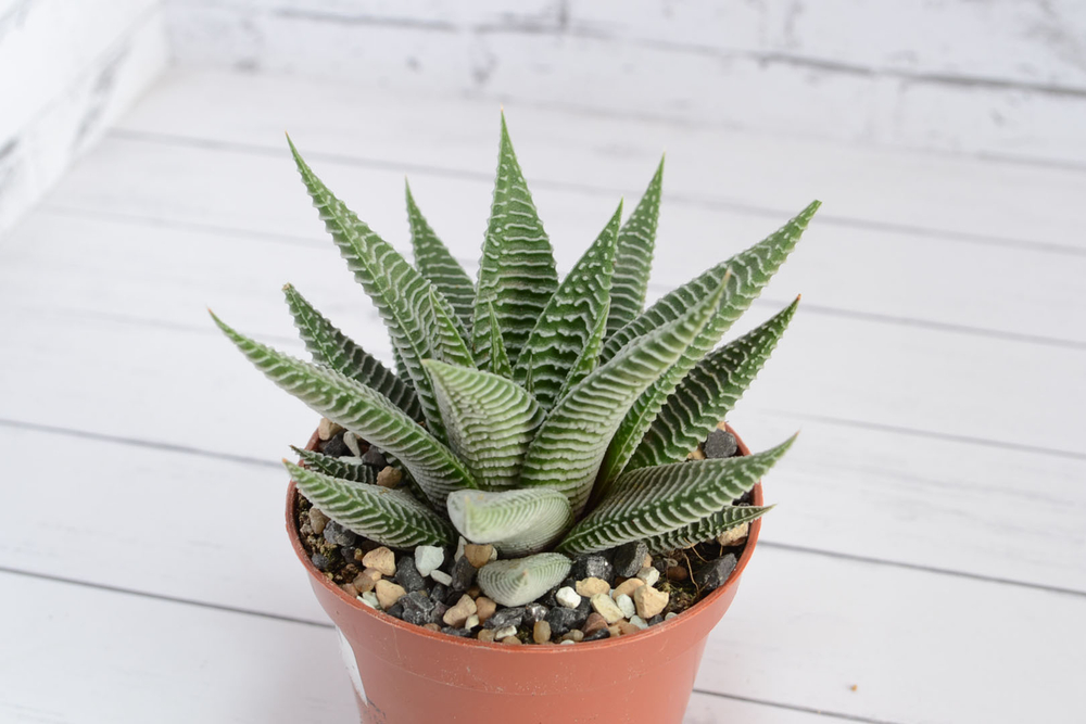 Haworthia Spider White (Хавортия)