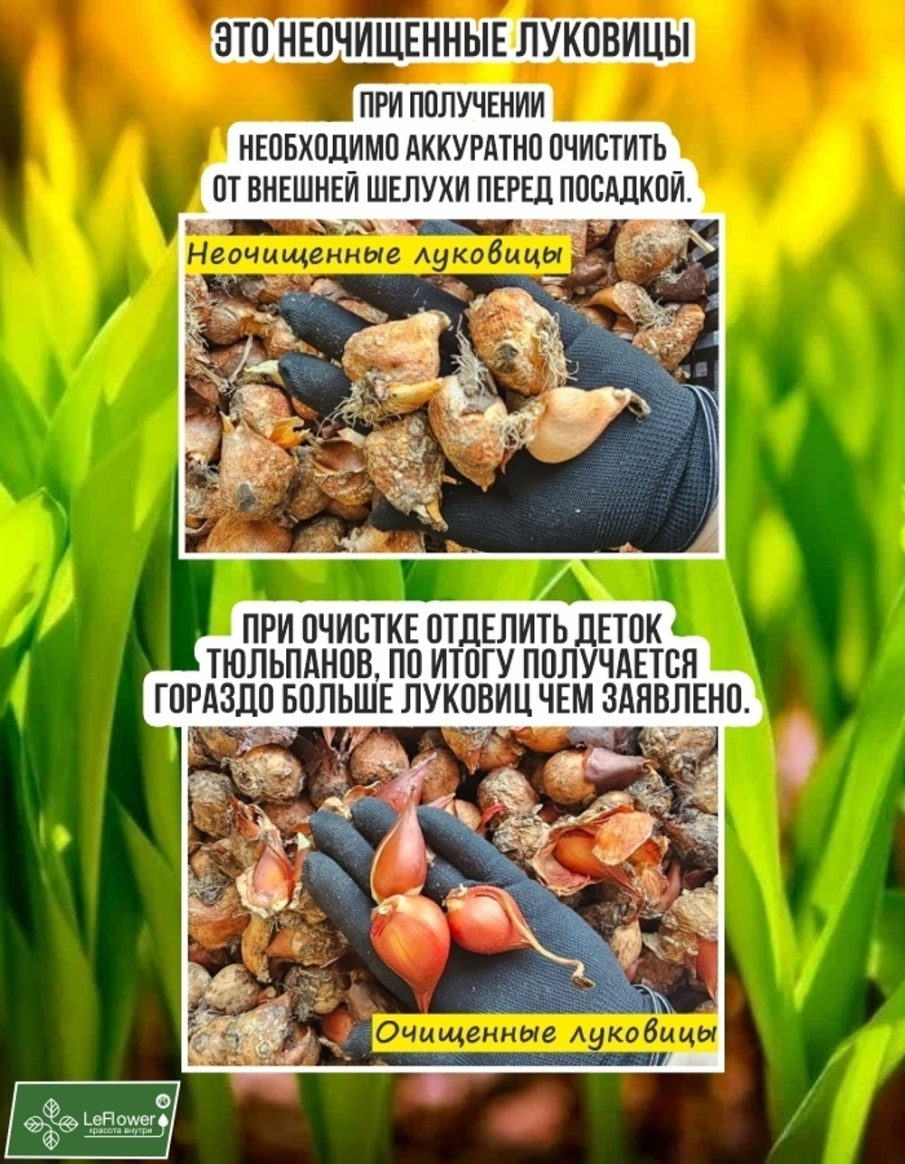 Тюльпан Луковица, Кобла, 5+шт