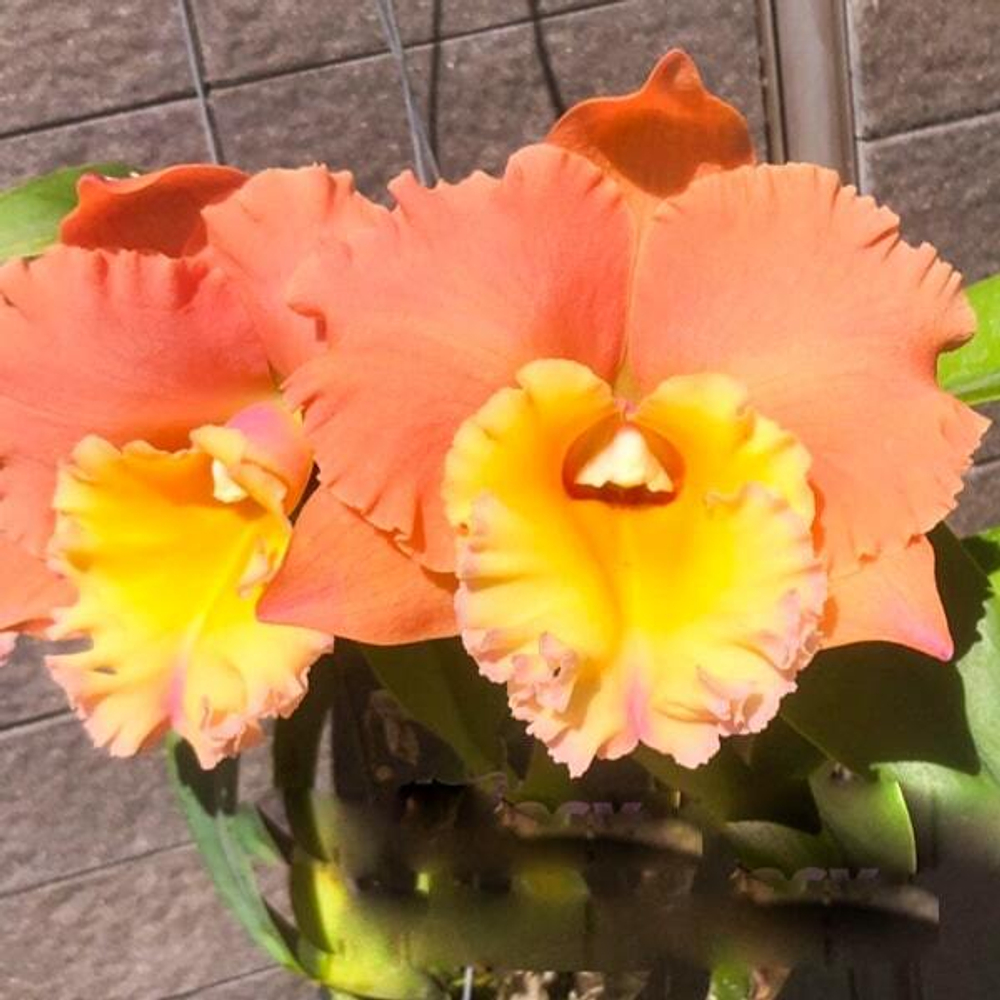 Орхидея ринхолелиокаттлея RLC. PEGASUS FANTASY GOLDEN PEACH