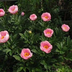 Пион Софт Салмон Сосер 3-5 почек Закупка М81 октябрь 2026