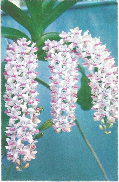 Открытка (почтовое вложение) "Rhynchostylis gigantea"