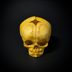 Череп человека младенец (анатомическая модель)