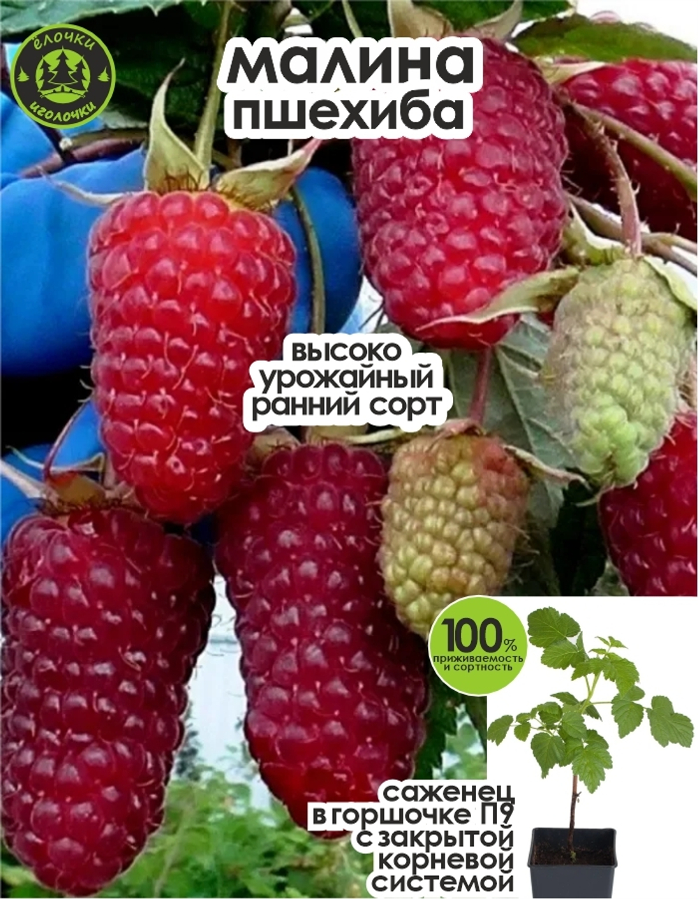 Саженец, малина, Пшехиба, 1 шт