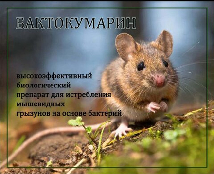 Бактокумарин - эффективное средство от мышей и крыс