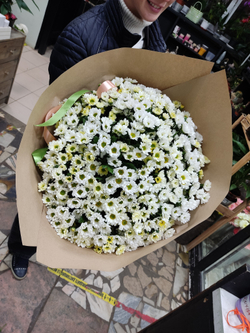Ромашковое поле