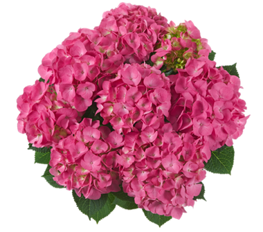 Гортензия крупнолистная (Macrophylla) Jip Pink 12 шт.