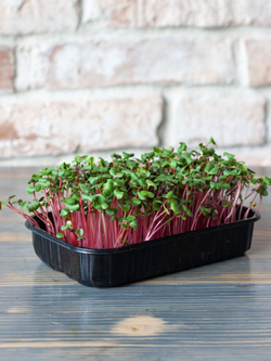 Свежая микрозелень редиса в боксах / 4 бокса / суперфуд