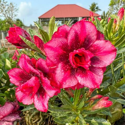 Адениум обесум 375